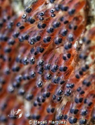Clownfish eggs 
Nikon D7200 
Tamron 90mm 
Sea&Sea YS-D... by Magali Marquez 